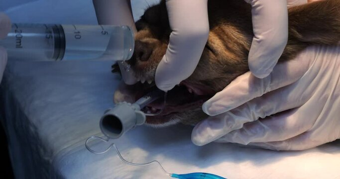 A dog in a veterinary clinic is having his nasal passage washed out with a syringe under anesthesia. Before conducting a rhinoscopic examination of a dog nose the doctor rinses them with a syringe.