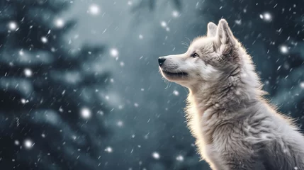 Poster Realistic profile of a wolf in the snowy winter forest. Snowflakes and moon lighting. Night forest. Christmas postcard. Copy space. Generative AI © KatyaPulina