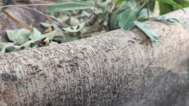 Video of black ants crawling on tree roots