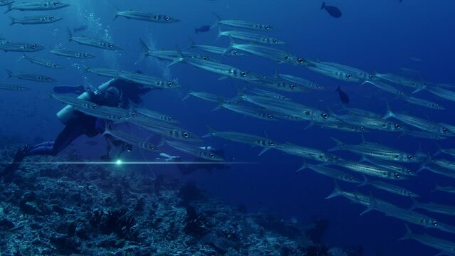 Aschool of Bigeye barracuda (Sphyraena forsteri) swim in the clear, blue waters, divers behind the fishes, Maldives, Asia