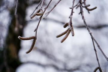 Close up of small catkins in a tree in the spring