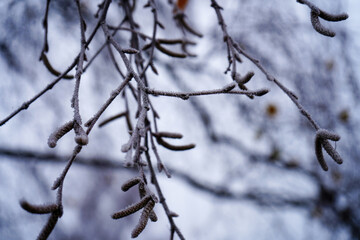 Close up of small catkins in a tree in the spring