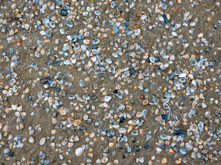 shells on sand beach.Many types of shells on sand.