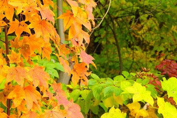 紅葉した葉