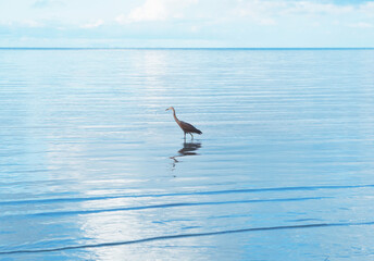 Silhouette bird standing in the blue sea. - 669943323