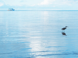 Silhouette bird standing in the blue sea.