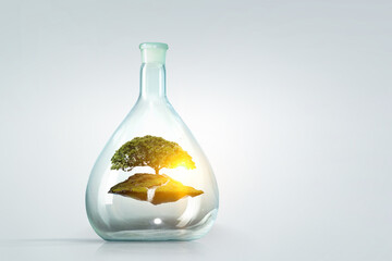 Tree growing inside clear glass bottle