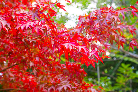 Red maple leaves contrast with green in autumn for copy space and background