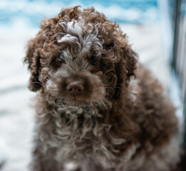 Lagotto Romagnolo Welpe Emma