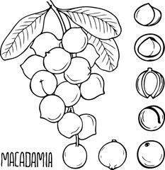 Hand drawn vector line illustration of macadamia.