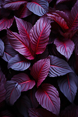 Lush Magenta & Purple Foliage Close-Up - Ideal for Horticulture Enthusiasts & Colorful Plant Photography.