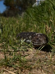 Bob Tail Lizard in the Grass