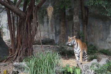 Close up full length front portrait of one young Indochinese tiger standing on the rock and looking at camera, low angle view