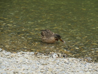 Ente auf der Donau