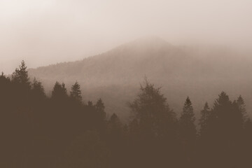 Dark silhouette of trees. Foggy morning forest. Mountains in the haze. Peace of nature. Dawn in the forest and mountains. The silence of the sleeping mountains.