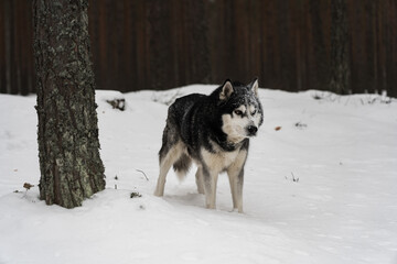 Husky dog ​​in winter in a snowy forest.