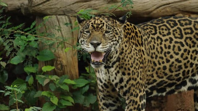 jaguar tiger resting in the forrest