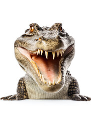 Obraz premium Crocodile Studio Shot Isolated on Clear Black Background, Generative AI
