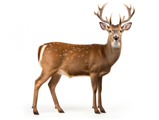Obraz premium Deer Studio Shot Isolated on Clear White Background, Generative AI