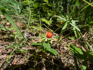 Obraz premium Close-up shot of a single wild strawberry (Fragaria vesca) in forest with red, maturing berry in summer