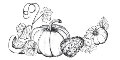 Decorative compositions with pumpkins, leaves and seeds. Autumn harvest clipart. Thanksgiving. Hand-drawn ink illustration. Black and white.  Vector