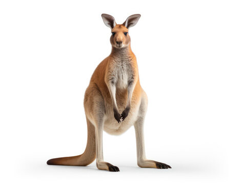 Kangaroo Studio Shot Isolated on Clear White Background, Generative AI