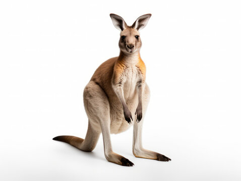 Kangaroo Studio Shot Isolated on Clear White Background, Generative AI