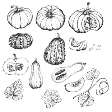 Hand-drawn ink illustration. Black and white. A bundle of different pumpkins, leaves and seeds for any design work. Vector