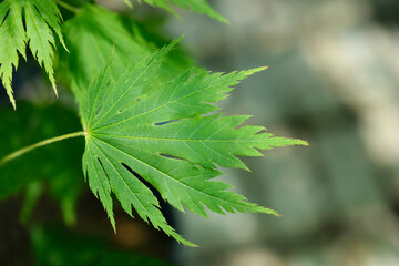 Korean Maple Arctic jade leaf © nahhan