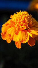 Obraz premium Macro de fleur d'œillet d'Inde