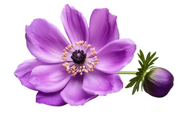 Vibrant Anemone Blooms on transparent background
