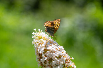 Butterfly on white lilac