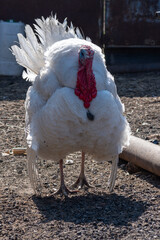 A white turkey bird in backyard of farm. A beautiful important bird is a turkey. Turkey farming for Thanksgiving, Christmas