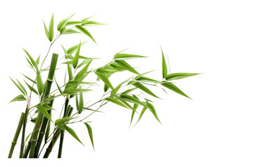 Feng Shui Bamboo Symbol on transparent background