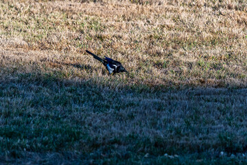 Pájaro en el municipio de Allariz.