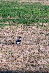 Pájaro en el municipio de Allariz.