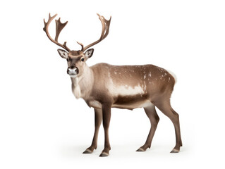 Obraz premium Reindeer Studio Shot Isolated on Clear White Background, Generative AI