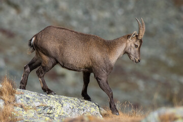 Female alpine ibex (mountain goat - Capra ibex) walking on the edge of a rocky cliff on a winter morning, Alps mountains, Italy. Animals in the wild.