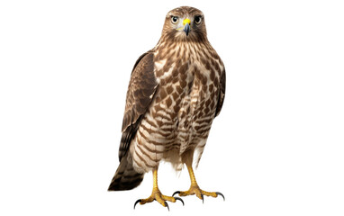Majestic Broad Winged Hawk Overview on transparent background