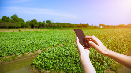 Close up hand holding mobile and open application smart farming.Agriculture green technology and...