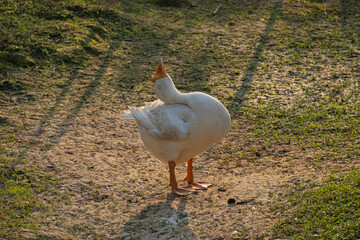 Large har with white fur It pretended to look up and sunbathe in the green grass where it lived and fall asleep in a funny way.