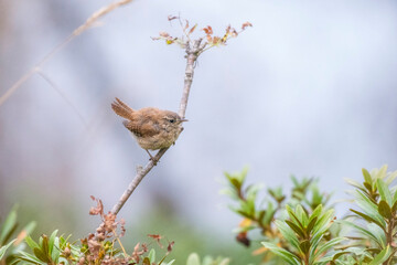 Shaggy Eurasian wren (Troglodytes troglodytes) or northern wren, perching on a branch among rhododendrons with its tail raised on a gloomy day, Italy