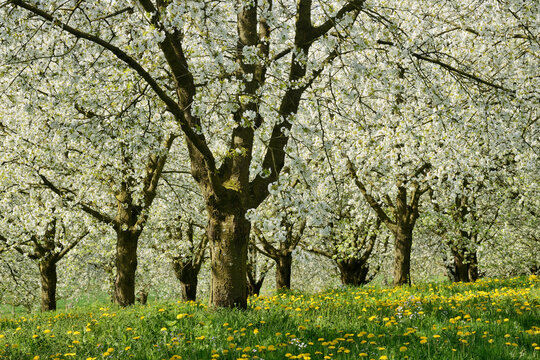 Germany, Baden-Wurttemberg, White blossoming cherry trees