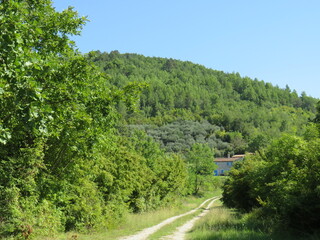 Fototapeta na wymiar grüne Hügel im Norden Istriens