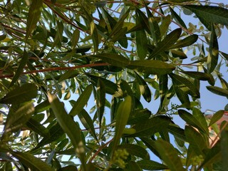 green leaves on a tree