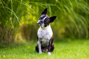 Portrait of a Boston Terrier sitting on the grass in the garden looking curiously and with his head tilted