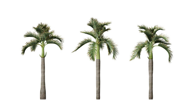Hyophorbe Lagenicaulis or bottle palm tree isolated on transparent background