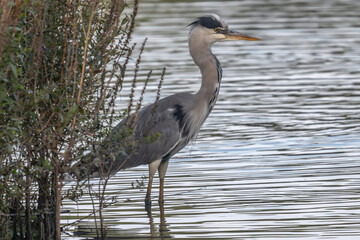 Heron Cendré