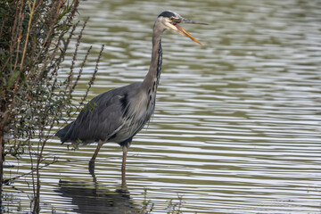 Heron Cendré