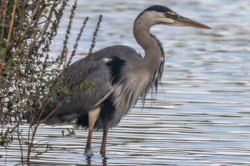 Heron Cendré